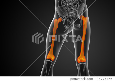 3d render medical illustration of the femur bone 3d render medical illustration of the femur bone 14775466