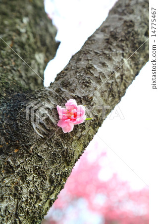 古河綜合公園華拉莫 古河綜合公園華拉莫 14775467