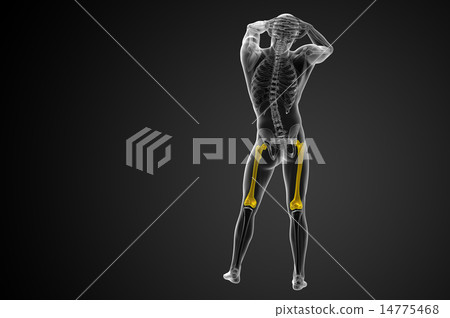3d render medical illustration of the femur bone 3d render medical illustration of the femur bone 14775468