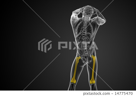 3d render medical illustration of the femur bone 3d render medical illustration of the femur bone 14775470