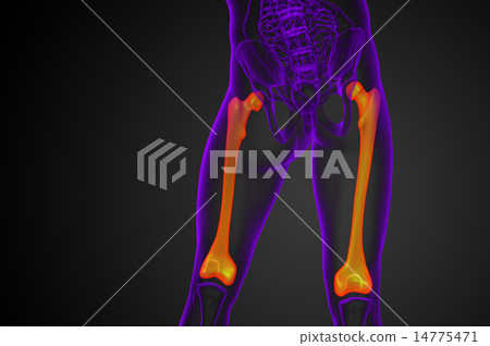 3d render medical illustration of the femur bone 3d render medical illustration of the femur bone 14775471
