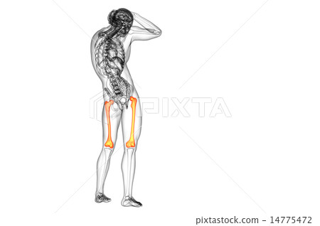 3d render medical illustration of the femur bone 3d render medical illustration of the femur bone 14775472