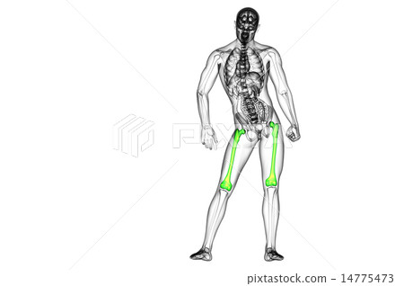 3d render medical illustration of the femur bone 3d render medical illustration of the femur bone 14775473
