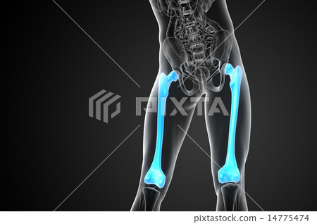 3d render medical illustration of the femur bone 3d render medical illustration of the femur bone 14775474