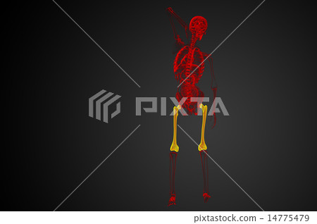 3d render medical illustration of the femur bone 14775479