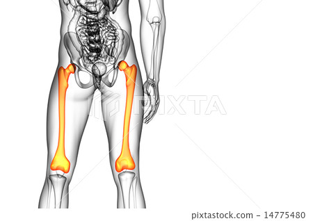 3d render medical illustration of the femur bone 14775480