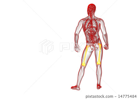 3d render medical illustration of the femur bone 3d render medical illustration of the femur bone 14775484