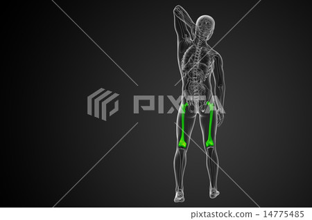 3d render medical illustration of the femur bone 3d render medical illustration of the femur bone 14775485