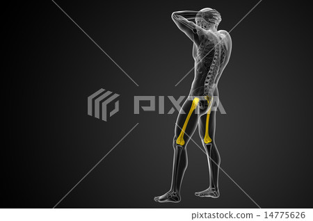 3d render medical illustration of the femur bone 3d render medical illustration of the femur bone 14775626