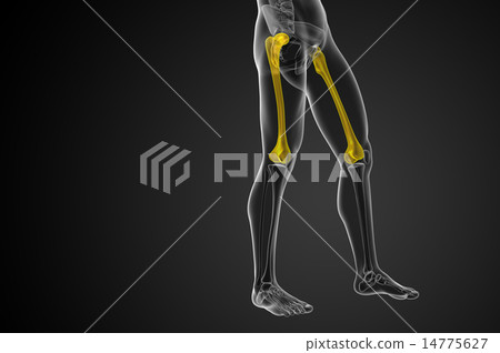 3d render medical illustration of the femur bone 3d render medical illustration of the femur bone 14775627