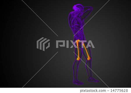 3d render medical illustration of the femur bone 14775628