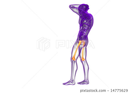 3d render medical illustration of the femur bone 14775629