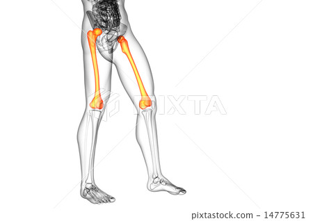 3d render medical illustration of the femur bone 14775631
