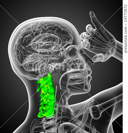 3d render illustration of the cervical spine 14775672