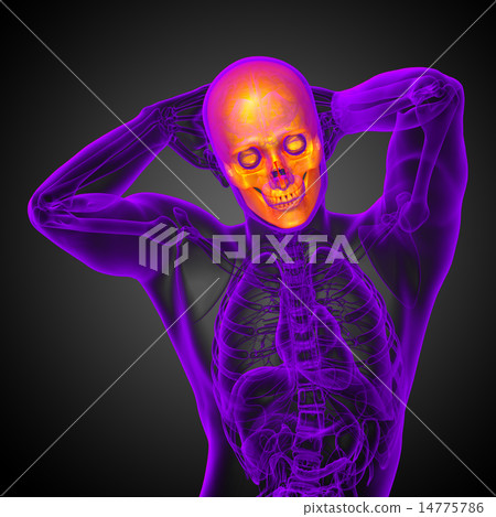 3d render medical illustration of the skull 3d render medical illustration of the skull 14775786