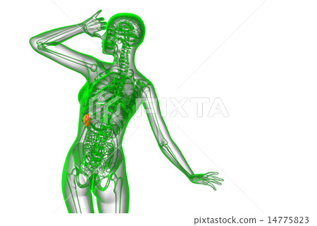 3d render medical illustration of the spleen 14775823