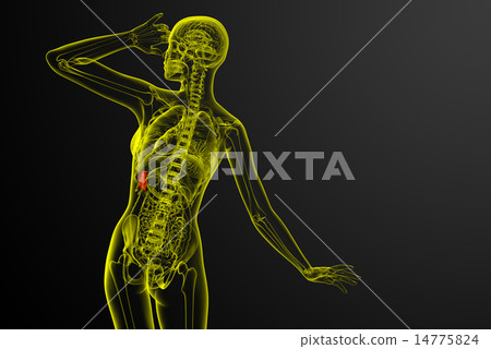 3d render medical illustration of the spleen 3d render medical illustration of the spleen 14775824