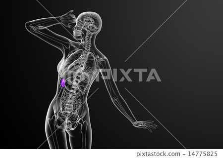 3d render medical illustration of the spleen 3d render medical illustration of the spleen 14775825