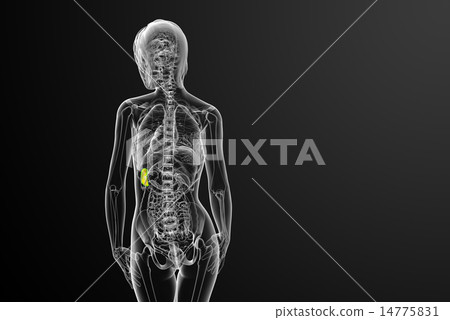 3d render medical illustration of the spleen 3d render medical illustration of the spleen 14775831