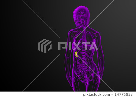 3d render medical illustration of the spleen 3d render medical illustration of the spleen 14775832