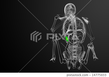 3d render medical illustration of the spleen 3d render medical illustration of the spleen 14775833