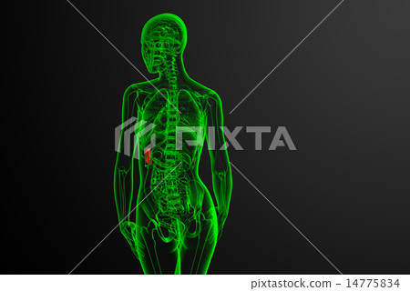 3d render medical illustration of the spleen 3d render medical illustration of the spleen 14775834