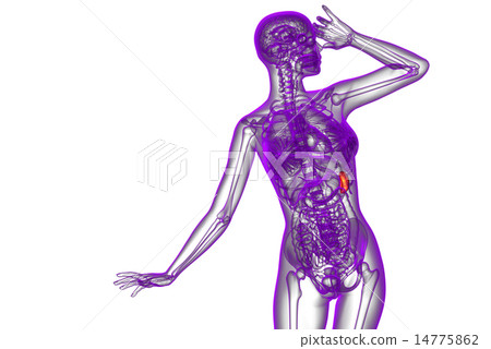 3d render medical illustration of the spleen 14775862