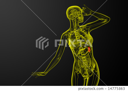 3d render medical illustration of the spleen 3d render medical illustration of the spleen 14775863