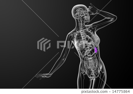 3d render medical illustration of the spleen 3d render medical illustration of the spleen 14775864
