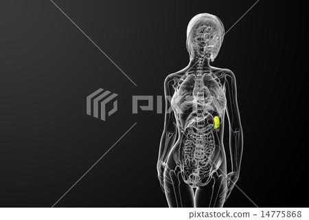 3d render medical illustration of the spleen 3d render medical illustration of the spleen 14775868