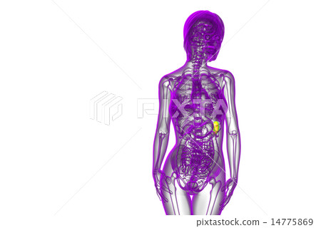 3d render medical illustration of the spleen 3d render medical illustration of the spleen 14775869