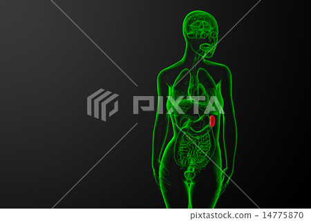 3d render medical illustration of the spleen 3d render medical illustration of the spleen 14775870