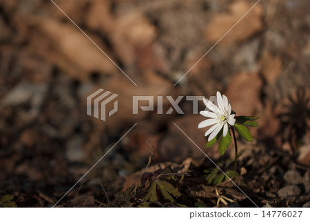 Azumaichige 14776027