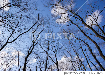 冬天的小樹林 14776028