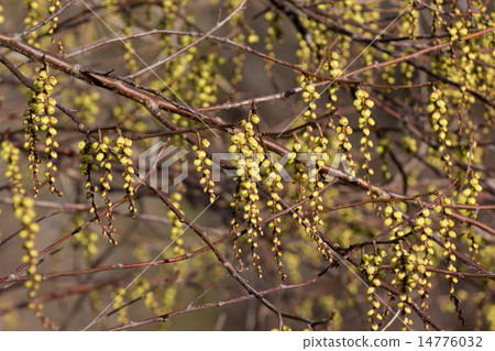 Kibushi Kibushi 14776032