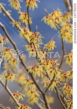 Witch hazel flower 14776039