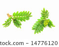 Sprout of Japanese Pepper Pepper 14776120