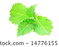 Hydrangea leaves 14776155