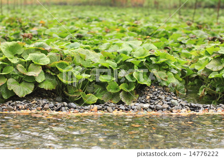 Yama Ao field Yama Ao field 14776222