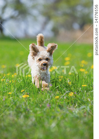 toy poodle running