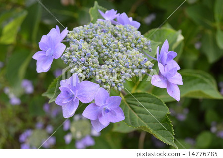 淺紫色繡球花 淺紫色繡球花 14776785