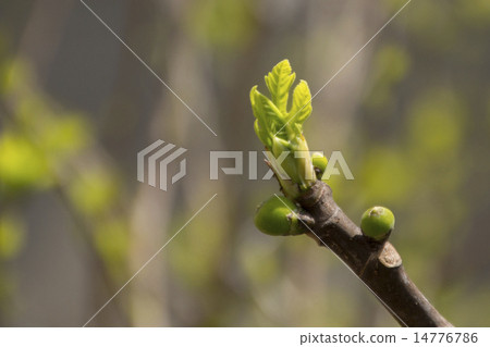 The sprout of Fig The sprout of Fig 14776786