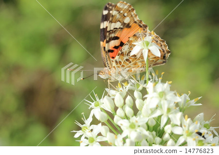 White Nira Flower and Shark's Heart Shape 14776823