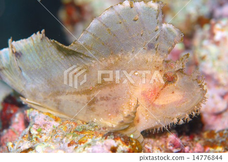 Hadaka Haokoze Hadaka Haokoze 14776844