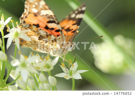 White Nira Flower and Shark's Heart Shape White Nira Flower and Shark's Heart Shape 14776852