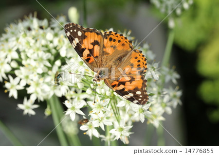 White Nira Flower and Shark's Heart Shape White Nira Flower and Shark's Heart Shape 14776855