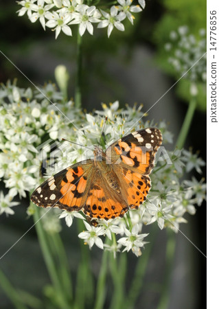 白色尼拉花和鯊魚的心形 白色尼拉花和鯊魚的心形 14776856