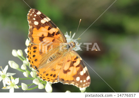 白色尼拉花和鯊魚的心形 白色尼拉花和鯊魚的心形 14776857