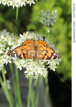 White Nira Flower and Shark's Heart Shape 14776858
