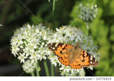 白色尼拉花和鯊魚的心形 白色尼拉花和鯊魚的心形 14776859